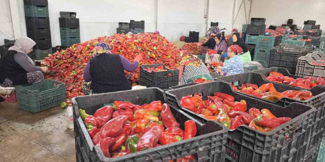 Hollanda’nın sofralarına lezzet katıyorlar! İnegöl’den yola çıkıyor, biber salçası emekle üretiliyor 2